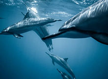 九游官网下载app下载-【话题】当我们想念加耶戈，我们是在想念什么？